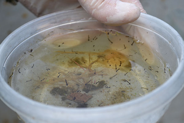 Diversas larvas do mosquito transmissor foram encontradas em residências. Crédito: Roberto Bertozi