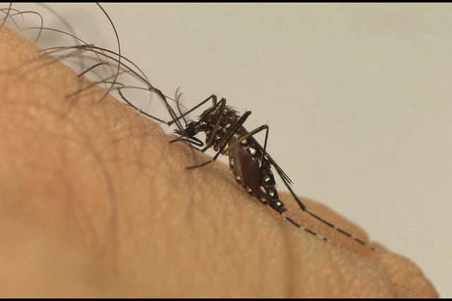 aedes aegypti Divulgao Fiocruz