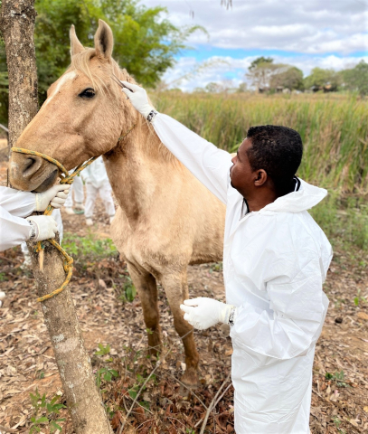 A coleta de carrapatos em animais e em áreas verdes, para análise laboratorial, é fundamental para a vigilância contra a febre maculosa