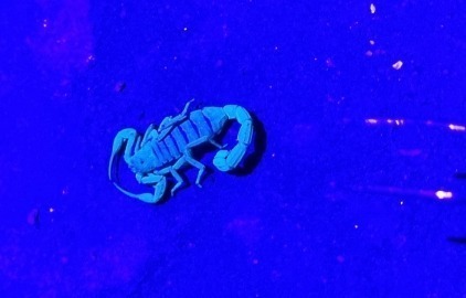 Captura de escorpião utilizando luz Ultravioleta em Além Paraíba