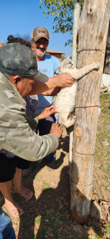 Gato sendo vacinado na zona rural de Passos